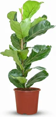 Produktbild von Geigenfeige Ficus Lyrata Ø21cm 75-85cm Zimmerpflanze groß Pflegeleicht