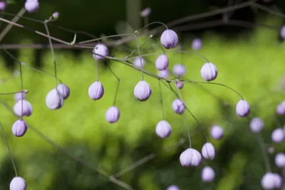 Produktbild von Thalictrum delavayi, Wiesenraute, zartlila, ca. 9x9 cm Topf