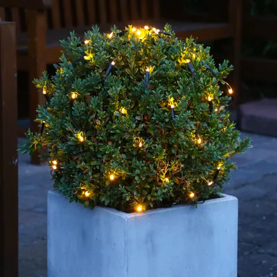 A potted bush decorated with warm white LED lights.