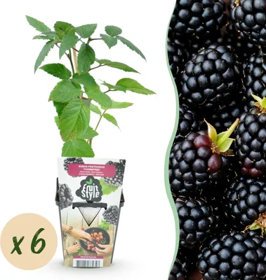 Produktbild von Dornenlose Brombeere - Rubus Thornfree - Winterhart - 6 Pflanzen - 15-25cm - Ø9cm - Gartenpflanze