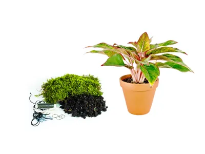 Obrázok produktu pre Gardners Kokedama "Vyrob si sám" Aglaonema Crete (L)