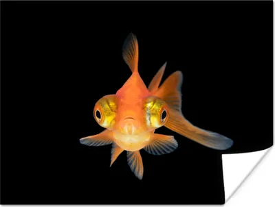 Produktbild von MuchoWow® Poster Goldfisch - Meerestiere - Augen 120x90 cm - Wandbild