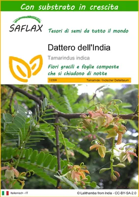 Immagine prodotto di SAFLAX  - Dattero dell'India - 4 semi - Con substrato - Tamarindus