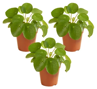 Produktbild von 3er-Set Pilea Peperomioides, Ufopflanze, 15-20 cm, Topf 12 cm