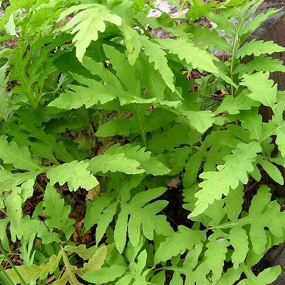 Immagine prodotto di 6 x Sensibler Perlfarn - Onoclea sensibilis | Topf 9cm x 9cm