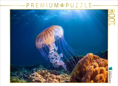 Produktbild von CALVENDO Puzzle Qualle im blauen meer | 1000 Teile Lege-Größe 64x48cm Foto-Puzzle für glückliche Stunden