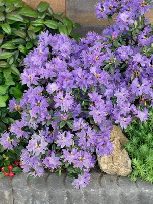 Produktbild von Rhododendron impeditum 'Blue Wonder', blau, 20–25 cm