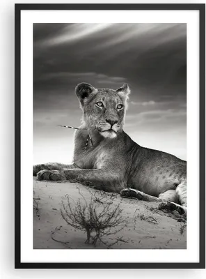 Produktbild von Gerahmtes Poster - Schwarzer Rahmen - Tierwelt weiblich katze Tier - 50x70 cm - Wand Bild - Wanddeko - Wandbilder - Wandposter - Bilderrahmen - Bilder - Kunstdruck - Wandbild - P2BPA50x70-3165