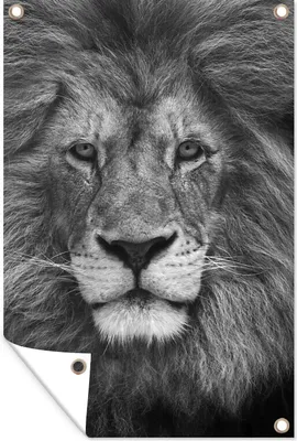 Produktbild von MuchoWow® 40x60 cm Outdoor-Poster Gartendeko Sichtschutz Garten Poster für den Garten  Löwe - Schwarz - Porträt