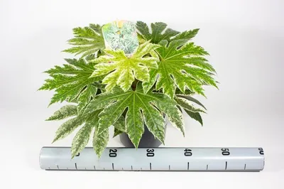 Immagine prodotto di Fatsia japonica Spiderweb circa 40 cm - Aralia da appartamento - Pianta da appartamento - Pianta verde