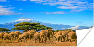 Produktbild von MuchoWow® Poster Elefant - Berg - Safari 40x20 cm - Poster für die Wand - Poster Schlafzimmer