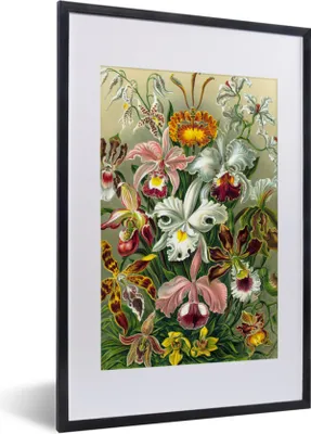 Produktbild von MuchoWow® Gerahmtes Poster Pflanzen - Natur - Blumen - Ernst Haeckel 40x60 cm - Poster mit Schwarzem Bilderrahmen Wandposter Rahmen Foto Bilder - Poster in Rahmen