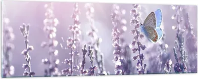 Produktbild von Bilder auf glas - Schmetterling Wiese Blume - 90x30cm - Glasbilder - Wandbilder - Kunstdruck - zum Aufhängen bereit - Wanddekoration aus Glas - Glas Bilder - Wandbild auf Glas - GAB90x30-4014