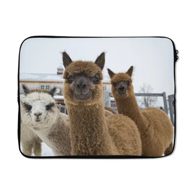 Produktbild von MuchoWow® Laptop Hülle 15 Zoll Alpaka - Schnee - Tiere Laptoptasche - Laptoptasche - Sleeve - Rundum-Schutz