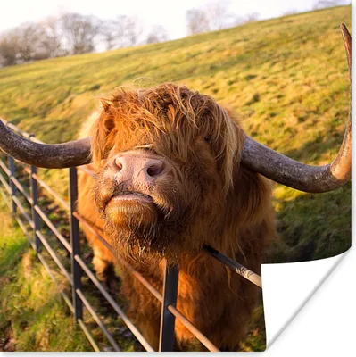 Produktbild von MuchoWow® Poster Scottish Highlander - Zaun - Gras 75x75 cm - Wand Dekoration