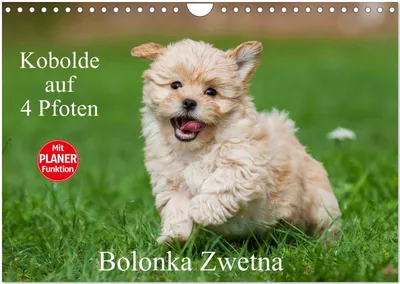 Produktbild von Kobolde auf 4 Pfoten - Bolonka Zwetna (Wandkalender 2026 DIN A4 quer), CALVENDO Monatskalender