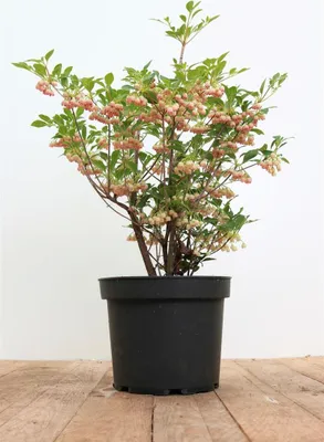 Produktbild von Enkianthus campanulatus, Japanischer Glockenstrauch, 30-40 cm