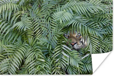 Produktbild von MuchoWow® Poster Versteckter Tiger zwischen den Pflanzen 60x40 cm - Schlafzimmerdekoration