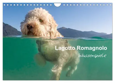 Produktbild von Lagotto Romagnolo - Wasserspiele (Wandkalender 2027 DIN A4 quer), CALVENDO Monatskalender