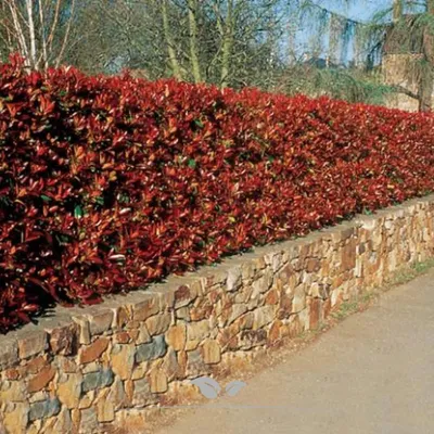 Produktbild von Glanzmispel Photinia Red Robin 125-150 cm im Topf, 25x Heckenpflanze