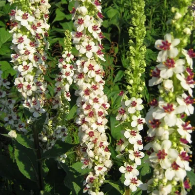 Produktbild von 6 x Chaixs Königskerze - Verbascum chaixii 'Album' | Topf 9cm x 9cm