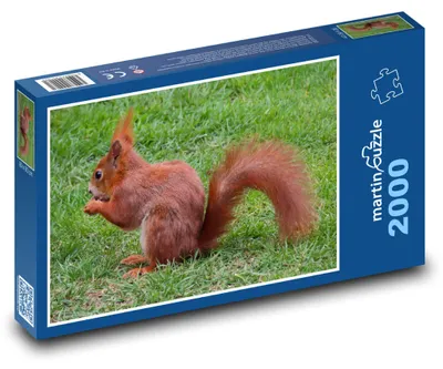Obrázek produktu pro Puzzle 2000 Veverka na zelené louce - martinpuzzle