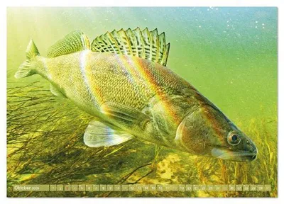 Produktbild von Heimische Fische: Karpfen, Forelle, Hecht (hochwertiger Premium Wandkalender 2026 DIN A2 quer), Kunstdruck in Hochglanz