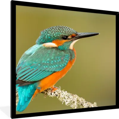 Produktbild von MuchoWow® Gerahmtes Poster Eisvogel - Tiere - Vogel 40x40 cm - Poster mit Schwarzem Bilderrahmen Wandposter Rahmen Foto Bilder - Mit Rahmen - Wanddekoration Schlafzimmer