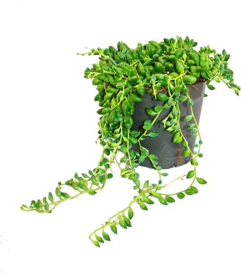 Produktbild von Erbse am Band - Senecio herreanus im 12cm Topf