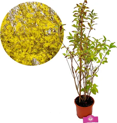 Image de Forsythia intermedia 'Lynwood' Campanule de Chine, pot de 2 litres
