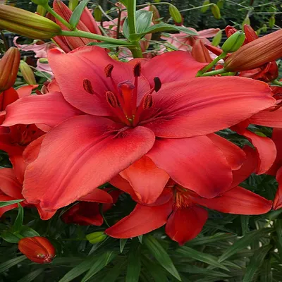 Produktbild von Lilie Blumenzwiebeln Zwiebeln Blumen Asiatische Lilie Red Highland 1 St.