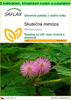 Obrázek produktu pro SAFLAX Garden to go - Skutečná mimóza - Mimosa pudica - 70 Semena - S květináčem, klimatickou poklicí a pěstebním substrátem