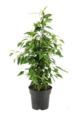 Produktbild von Zimmerpflanze Ficus benjamina 70 cm XXL