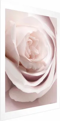 Produktbild von Posterpapier Poster - Porcelain Rose 40x60 cm Blumen b-C-0403-ao-a