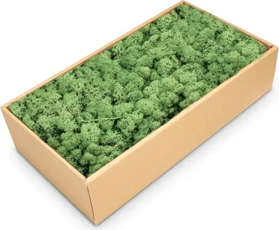 Produktbild von Islandmoos 500g in 30 Farben – Konserviertes Rentiermoos Natur, Farbe:Grasgrün