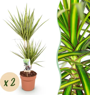 Produktbild von Green boutiQ - Zimmerpflanzen - Dracaena Sunray - Drachenblutbaum - Wenig Pflege - Grün - Gelb - 2 Pflanzen - Topf 17cm - Höhe 70-75cm
