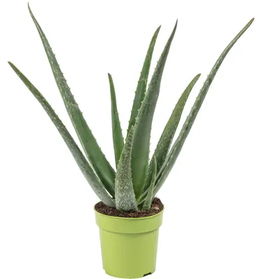 Produktbild von Echte Aloe - pflegeleichte Zimmerpflanze, Aloe vera - Höhe ca. 35 cm, Topf-Ø 12 cm