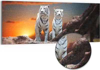 Produktbild von DEQORI Hybrid Leinwand Bild 150x60 cm 'Weiße Tiger im Abendlicht' Wandbild Glas flach modern