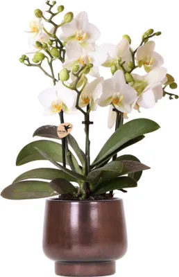 Zdjęcie produktu dla Kolibri Orchids | Doniczka Scandic Copper Ø9cm z białą orchideą Lausanne – świeżo od hodowcy