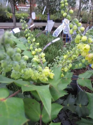 Produktbild von Schmuckblatt-Mahonie Hivernant - Mahonia bealei - Lederblatt-Mahonie - 60-80