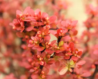 Produktbild von Rote Heckenberberitze Berberis Atropurpurea frostharte Bienenweide 20 - 25 cm