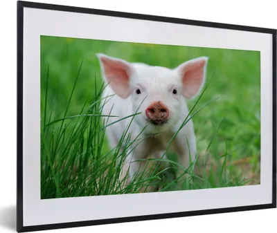 Produktbild von MuchoWow® Gerahmtes Poster Schwein - Tiere - Groß 60x40 cm - Poster mit Schwarzem Bilderrahmen Wandposter Rahmen Foto Bilder - Schlafzimmer - Plakat in Rahmen - Drucken