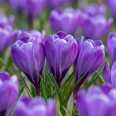 Produktbild von Green boutiQ - 30x Crocus Blue - Blauer Krokus - Blau - Verwilderungszwiebel - Zwiebelgröße 7/8