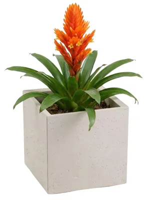 Image de HowHomely | Pot de fleurs - bac à fleurs - beige - 30 x 30 x 30 cm - cache-pot - sur roulettes - aspect béton