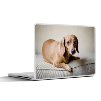 Produktbild von MuchoWow® Laptop Aufkleber Sticker Cover Ein brauner Dackel schaut in die Kamera 36.5x27.5 cm - Laptop-Sticker