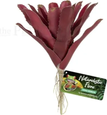 Produktbild von Fireball Bromeliad