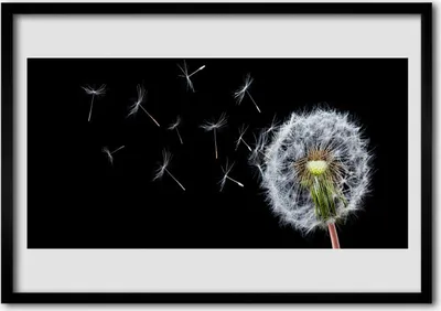 Produktbild von Bild 70x50 MDF-Rahmen Wandkunst Löwenzahn Blumen Natur