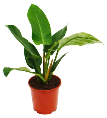 Produktbild von Philodendron „Vert Impérial“ 19 cm Topf