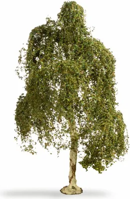 Produktbild von NOCH® Hängebirke, Modellbau Baum, 18 cm hoch, perfekt für Spurweiten H0, TT, N, Z sowie Dioramenbau, Basteln und DIY