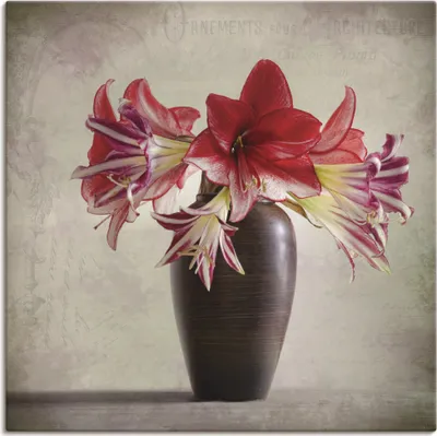 Produktbild von ARTland Leinwandbild Amaryllis Vintage II Größe: 30x30 cm
